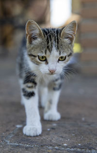 Close-up portrait of tabby cat