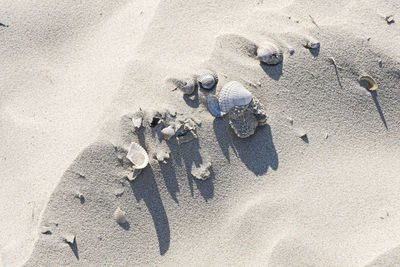 Seashells and pieces on white sand.