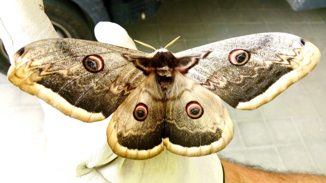 animal themes, one animal, animals in the wild, close-up, animal representation, wildlife, indoors, animal head, portrait, looking at camera, focus on foreground, no people, day, animals in captivity, two animals, animal markings, animal body part, looking, reptile