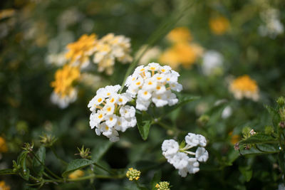 Close-up of white flowering plant in park