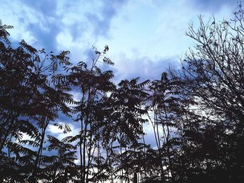 Low angle view of silhouette trees against sky