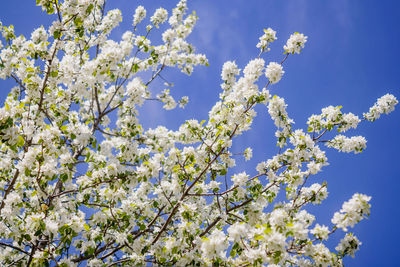 Low angle view of flowering tree against blue sky