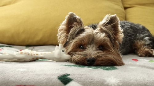 A small yorkie dog is resting on a light blanket on the sofa