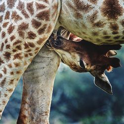 Close-up of a cow