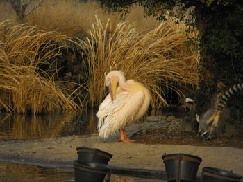 Close-up of bird