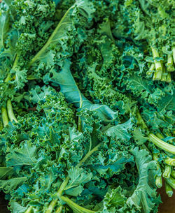 Full frame shot of fresh green leaves