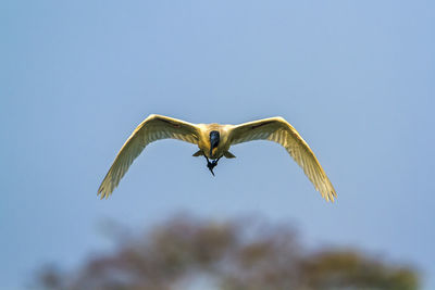 Low angle view of bird flying in sky