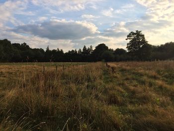 Scenic view of grassy field against sky