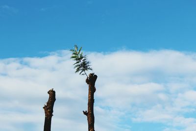 Low angle view of tree against cloudy sky