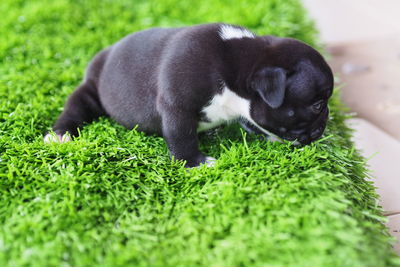 Black cat lying on grass