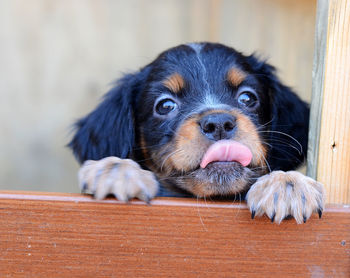 Portrait of brittany spaniel puppy - epagneul breton 