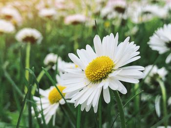 Close-up of white daisy flower