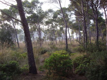 Trees in forest