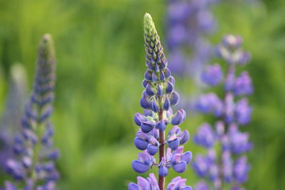 Close-up of purple flowers