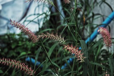 Close-up of plant against blurred background