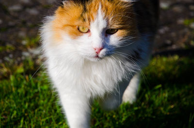 Close-up portrait of cat