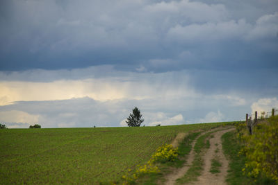 A rain shower over a tree on a hill. view over a field of fresh green.