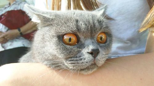 Close-up portrait of cat looking away