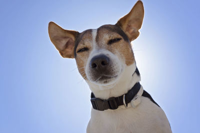 Close-up portrait of dog against clear sky