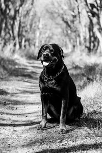 Portrait of dog sitting on grass
