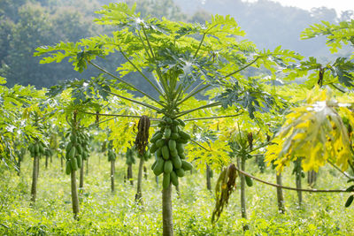 Close-up of orchard