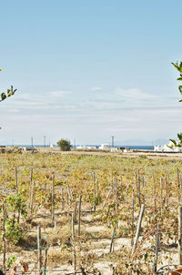 Scenic view of field against clear sky