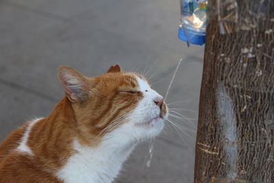 High angle view of cat looking away