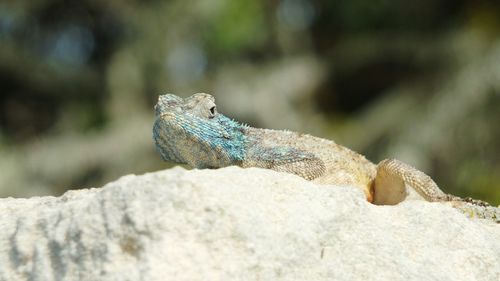 Close-up of lizard on rock