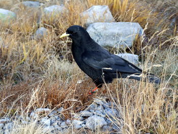 Bird perching on grass during winter