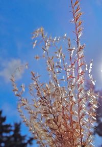 Low angle view of tree against blue sky