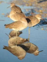 Close-up of duck in water