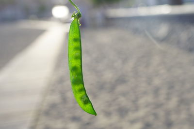 Close-up of green leaf