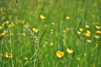 Close-up of flowers growing in field