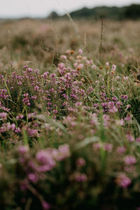 Purple flowering plants on field