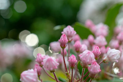 Close-up of pink flowering plant