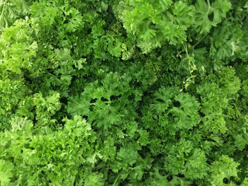 Full frame shot of fresh green plants