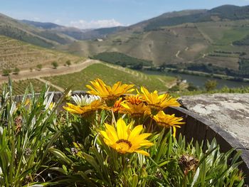 Close-up of yellow flowering plants on field