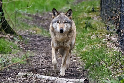 Portrait of lion standing on field