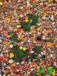 Full frame shot of multi colored leaves