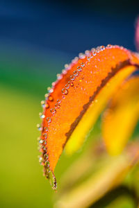 Close-up of raindrops on orange leaf