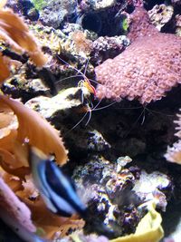 Close-up of coral swimming in sea