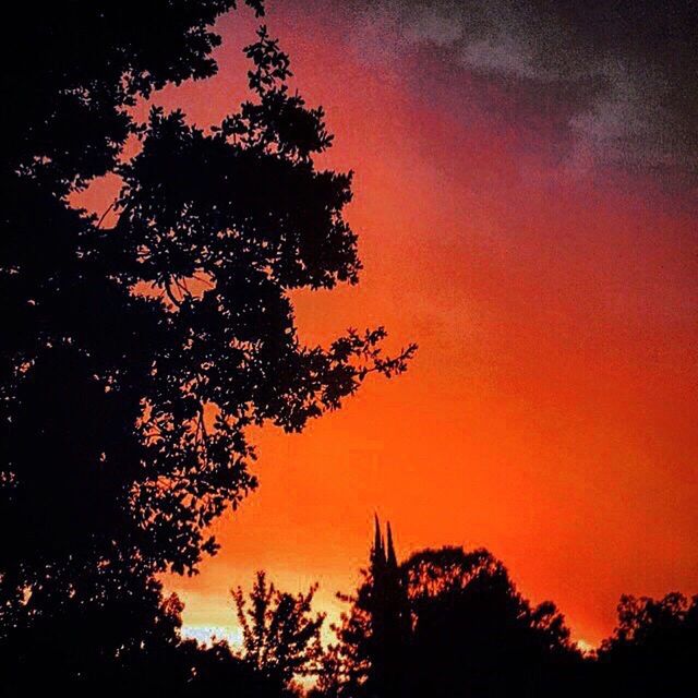 SILHOUETTE OF TREES AT SUNSET