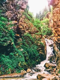 Scenic view of forest against sky