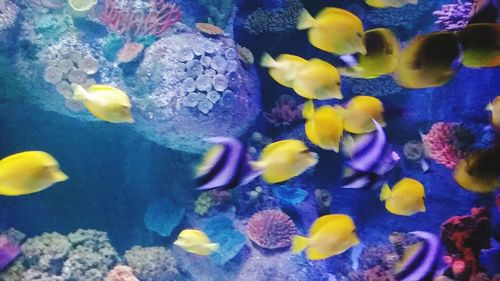 Close-up of fish swimming in aquarium