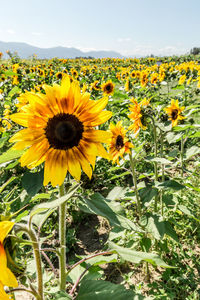 Close-up of yellow flowering plants on field