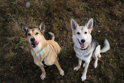 Portrait of dogs