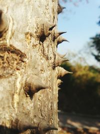 Close-up of tree trunk