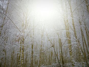 Bare trees against sky