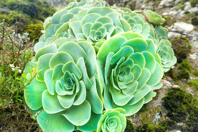 High angle view of succulent plant on field