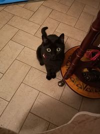 Portrait of black cat on floor